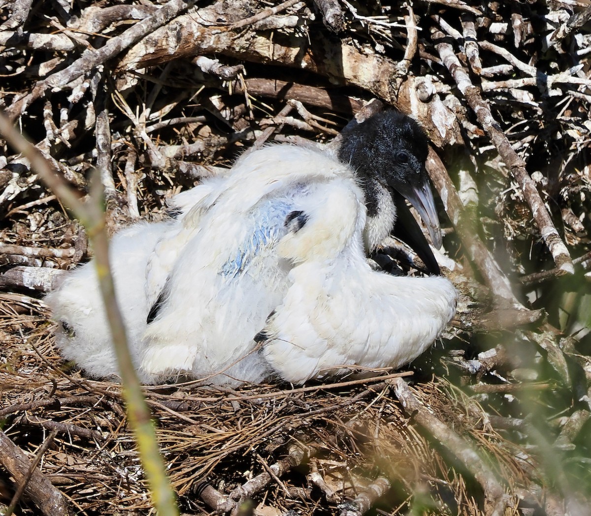 australibis - ML643220780