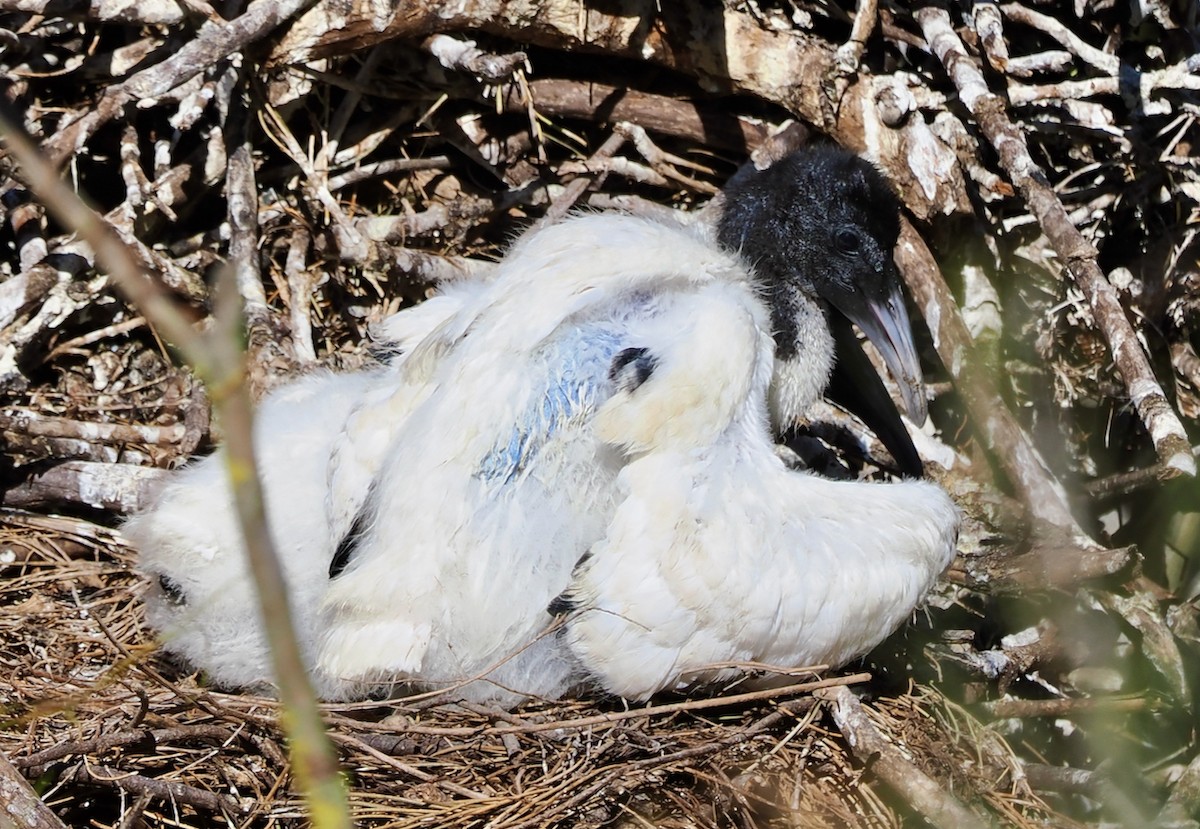 australibis - ML643220781