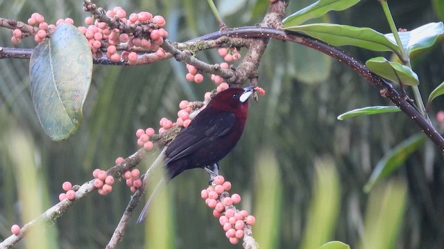 Silver-beaked Tanager - ML643220787