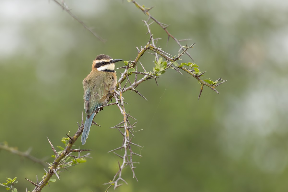 White-throated Bee-eater - ML643220790