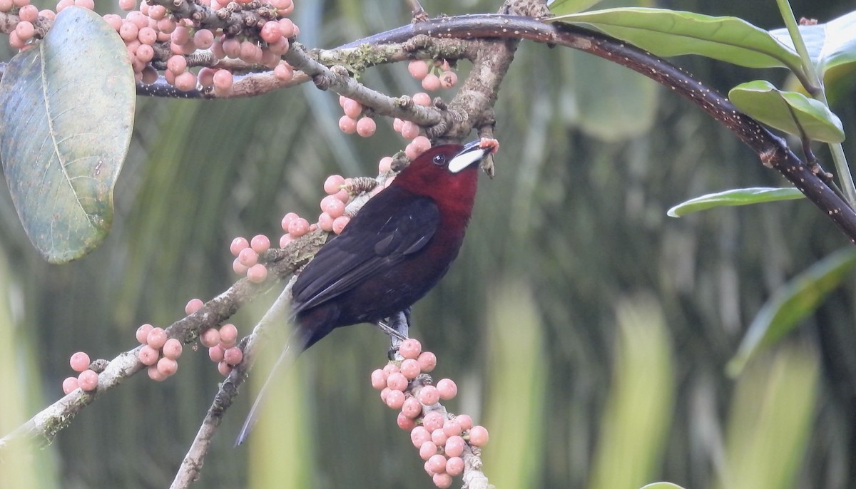 Silver-beaked Tanager - ML643220800