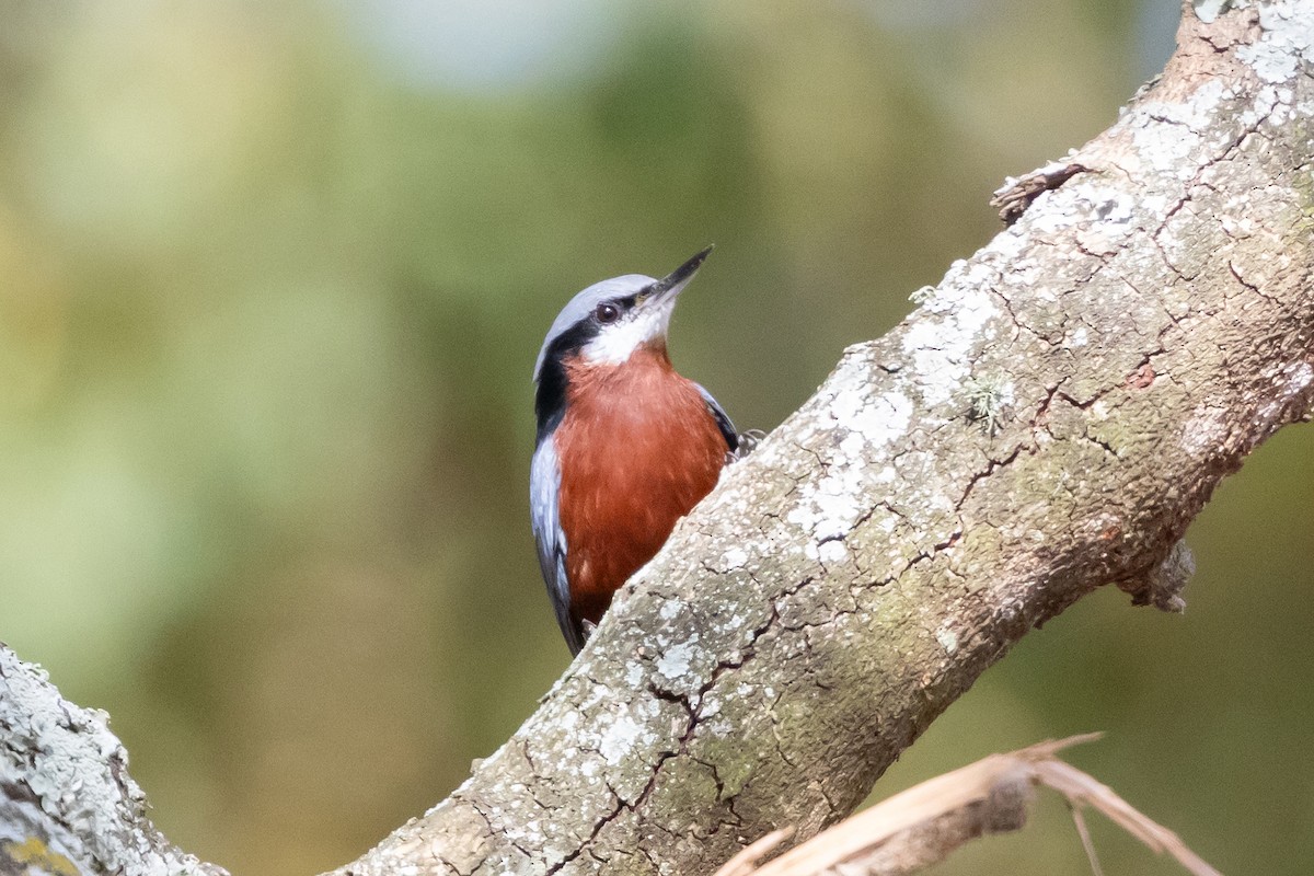 Kastanienkleiber - ML643220803