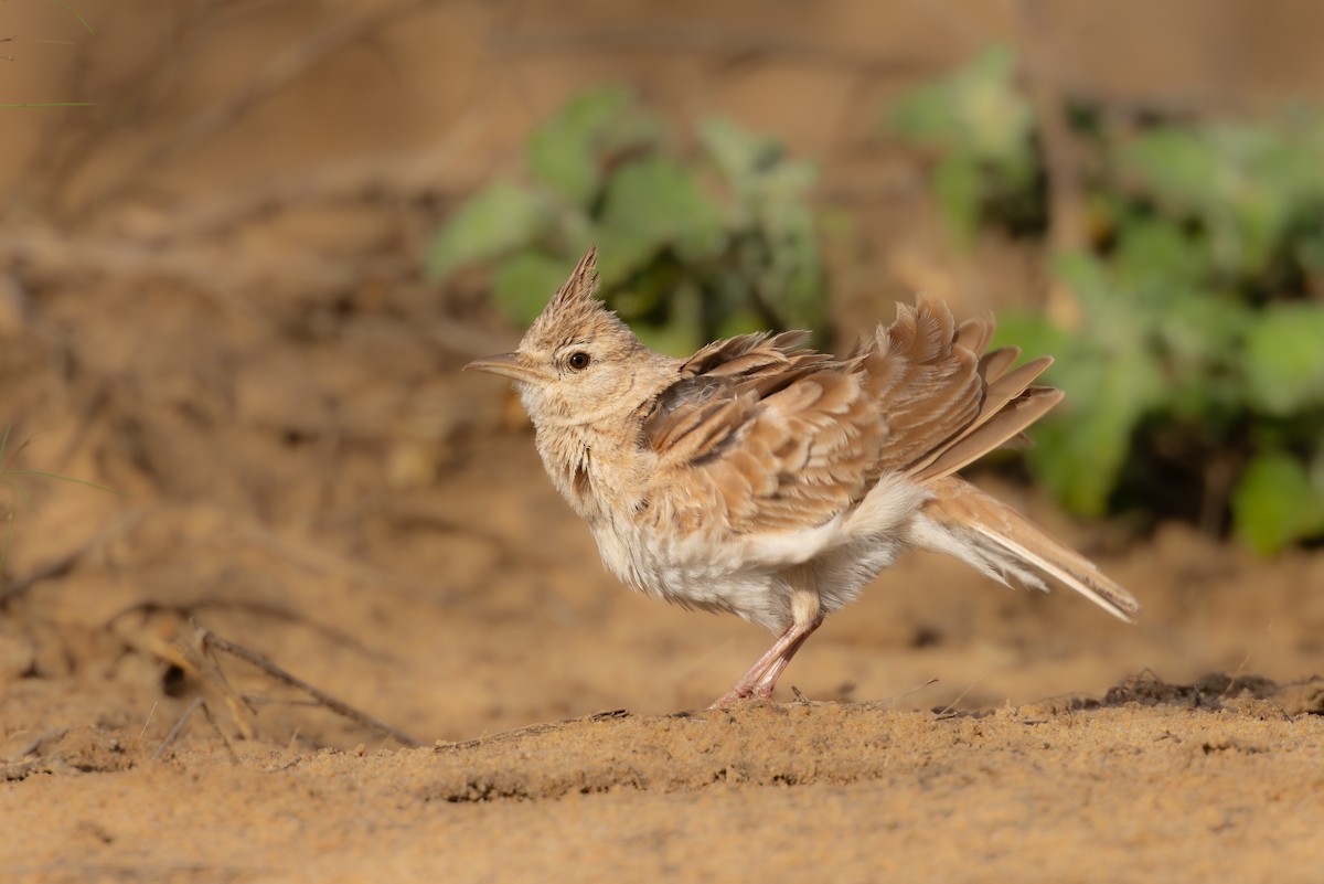 Crested Lark (Crested) - ML643220809
