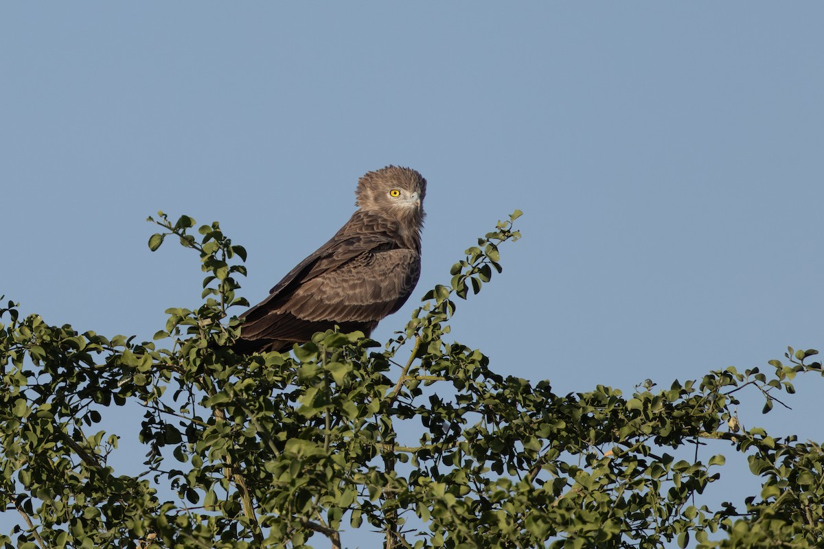 Beaudouin's Snake-Eagle - ML643220823