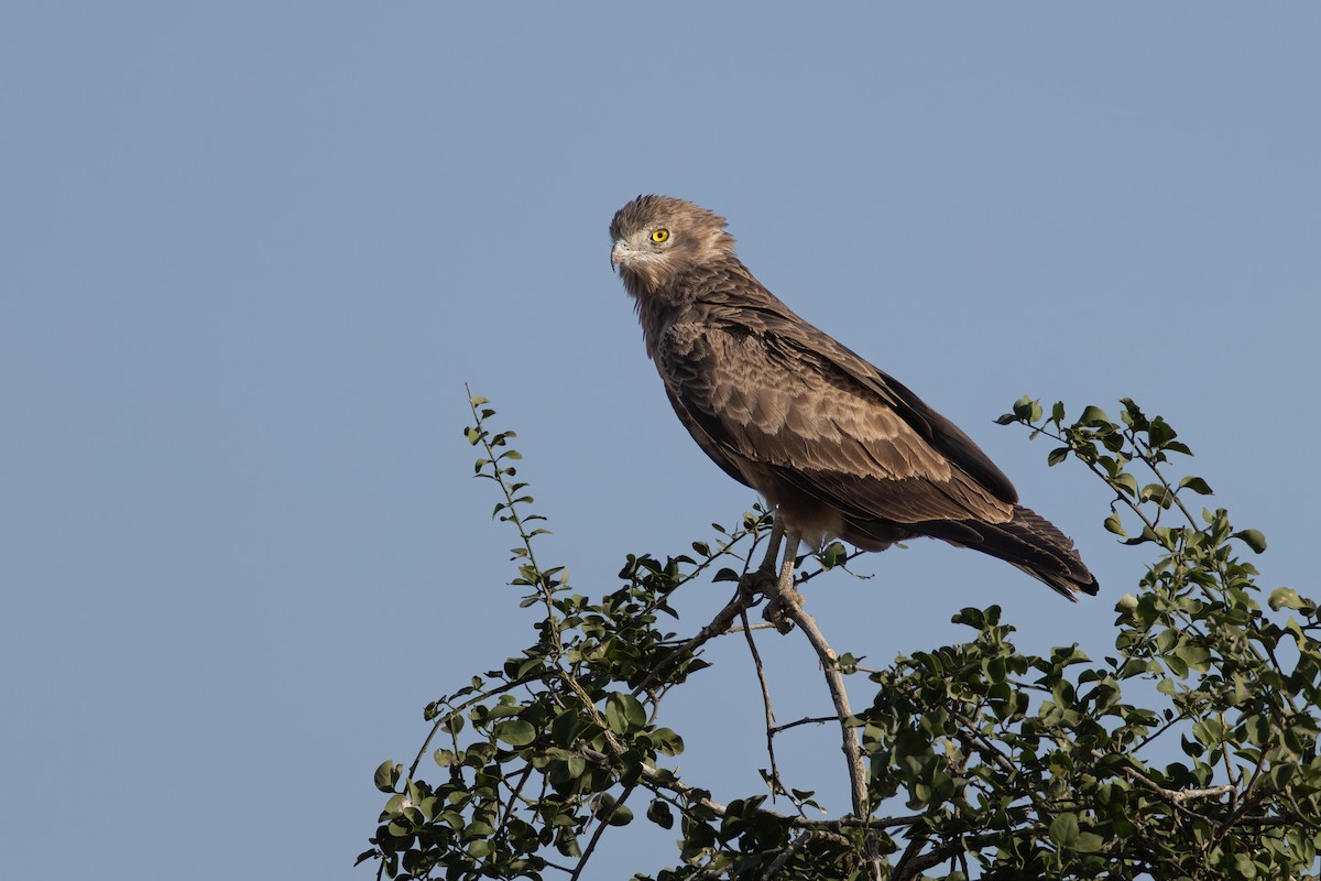 Beaudouin's Snake-Eagle - ML643220824