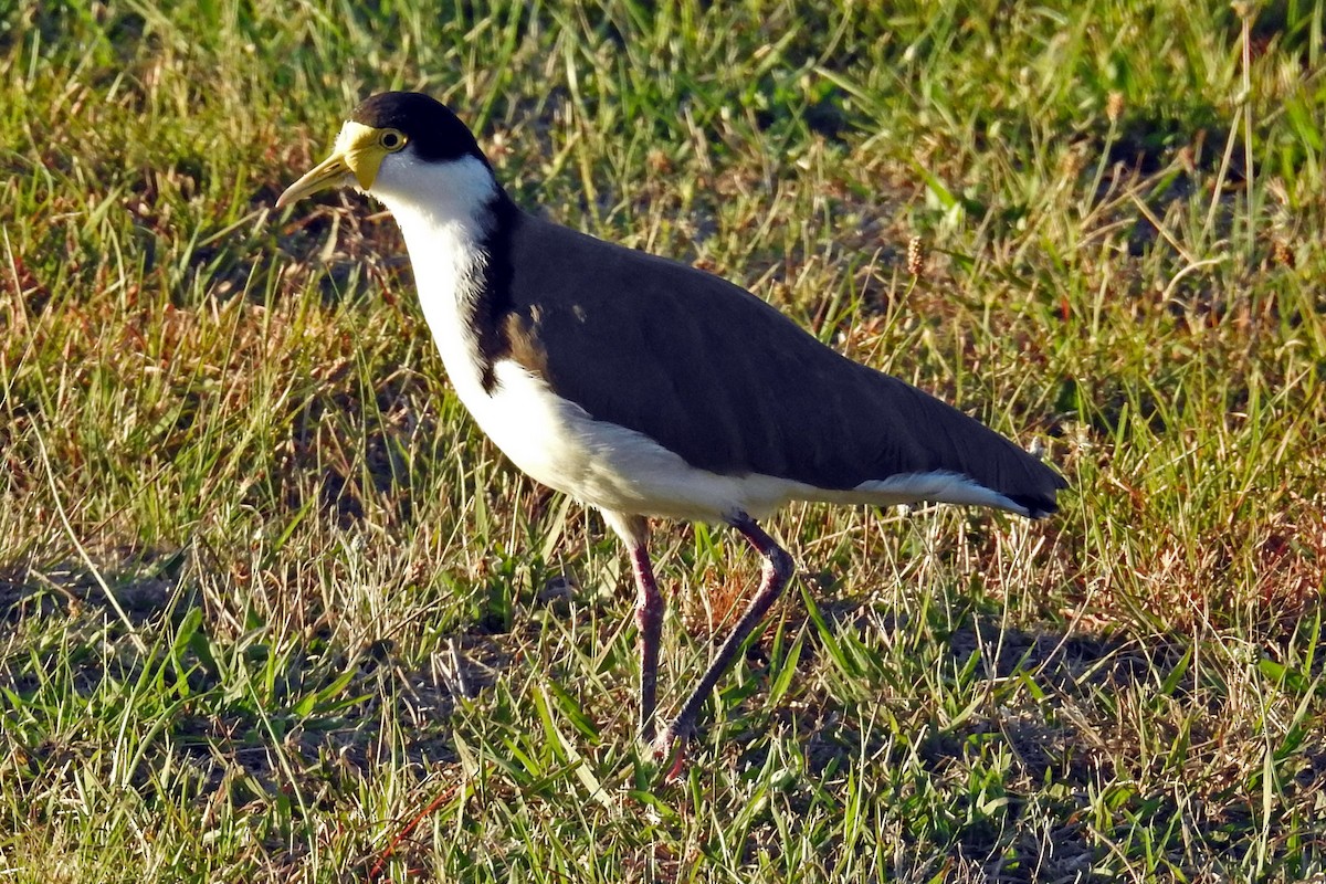 Masked Lapwing (Black-shouldered) - ML643220827