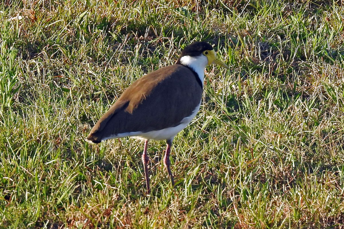 Masked Lapwing (Black-shouldered) - ML643220828