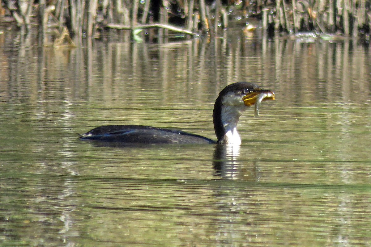 Little Pied Cormorant - ML643220838