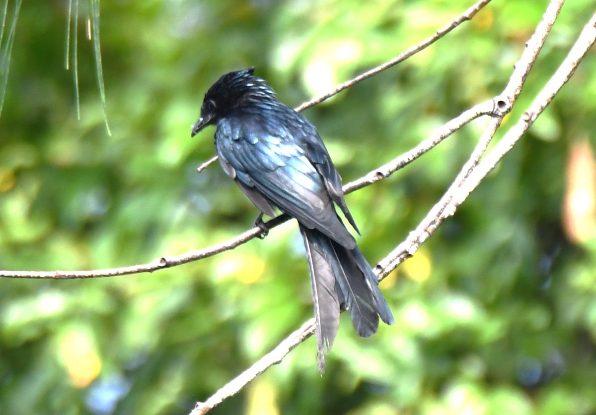 Bronzed Drongo - ML643220839