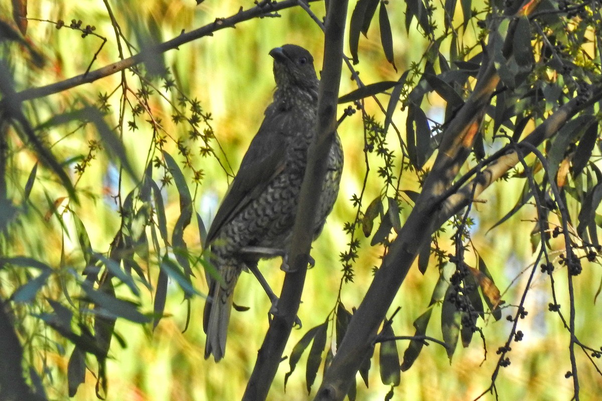 Satin Bowerbird - ML643220840