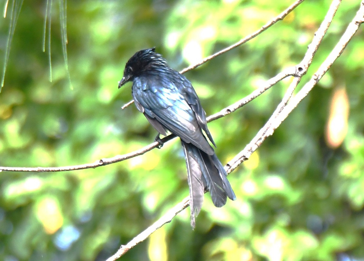 Bronzed Drongo - ML643220842