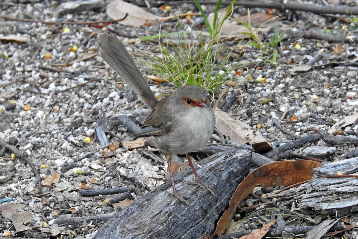 Superb Fairywren - ML643220844