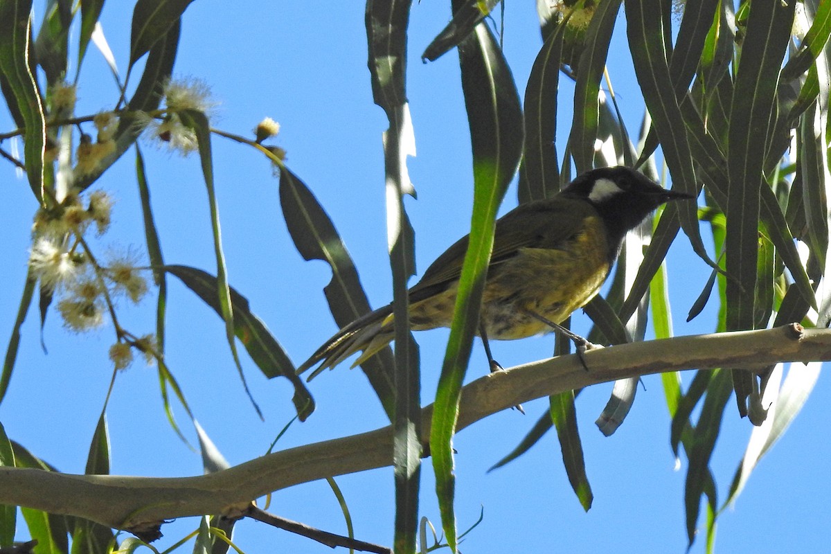 White-eared Honeyeater - ML643220845