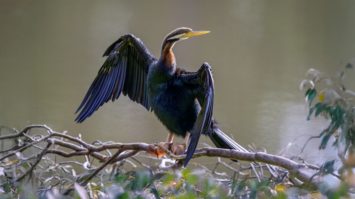 Australasian Darter - ML643220846