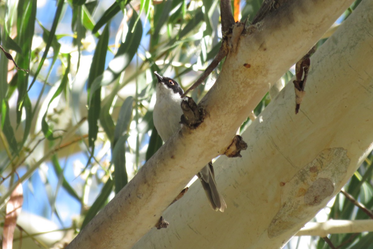 White-naped Honeyeater - ML643220848