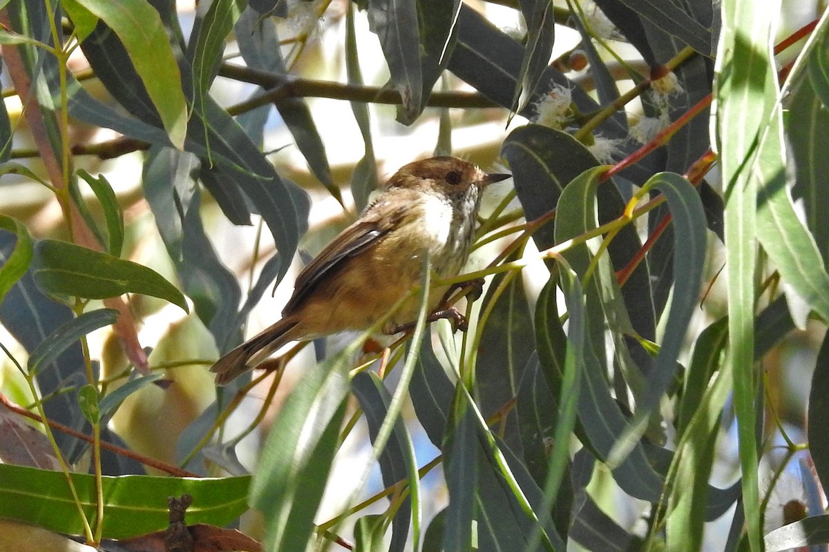 Brown Thornbill - ML643220851