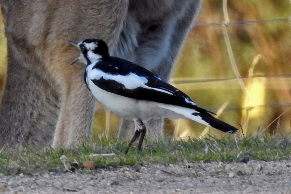 Magpie-lark - ML643220854