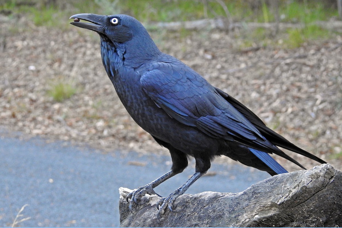 Australian Raven - ML643220855