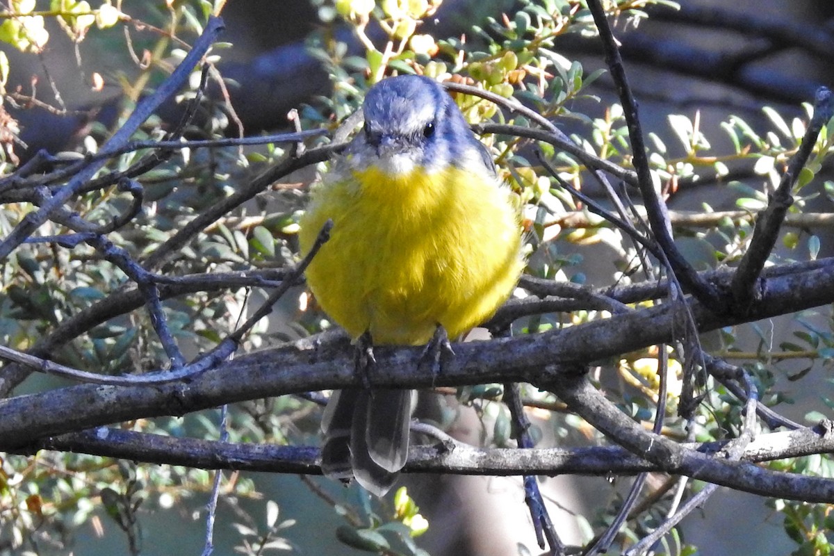 Eastern Yellow Robin - ML643220857