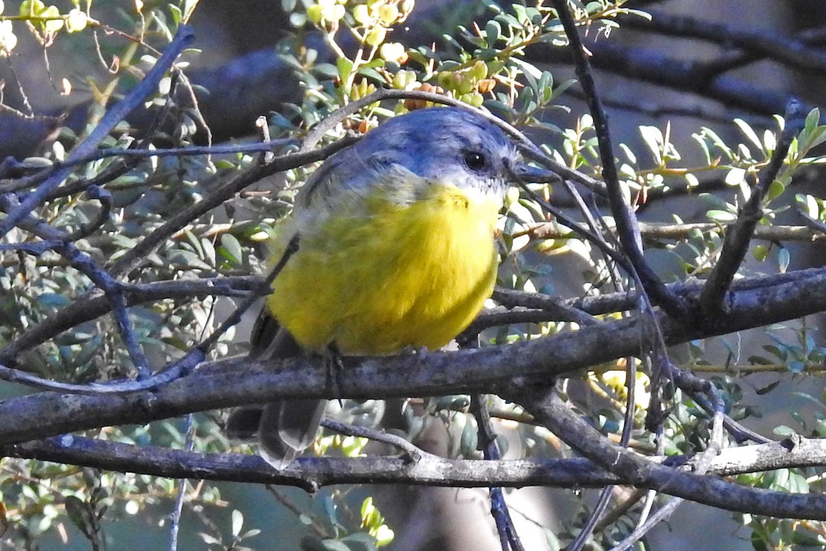 Eastern Yellow Robin - ML643220858