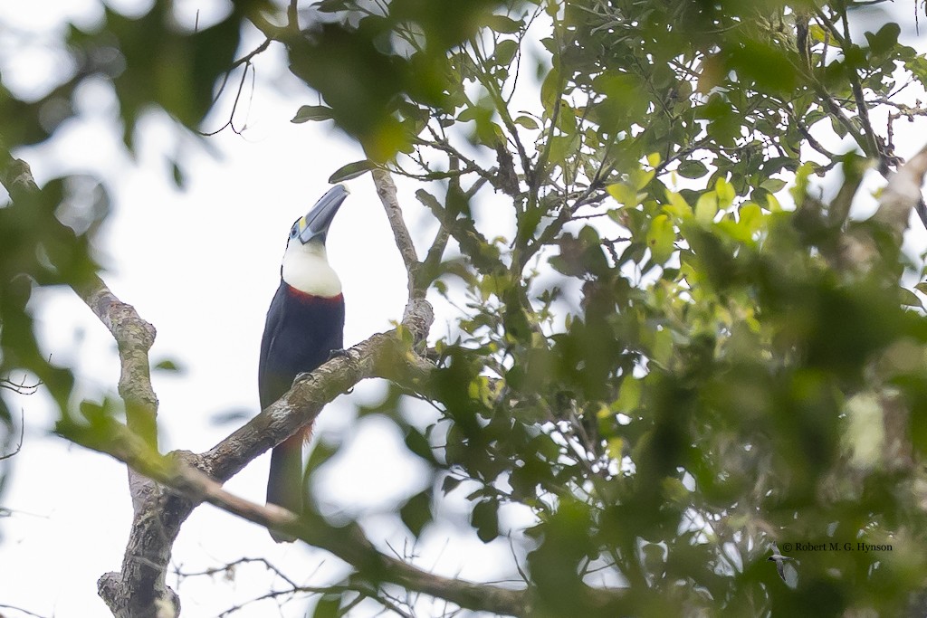 Channel-billed Toucan - ML643220859