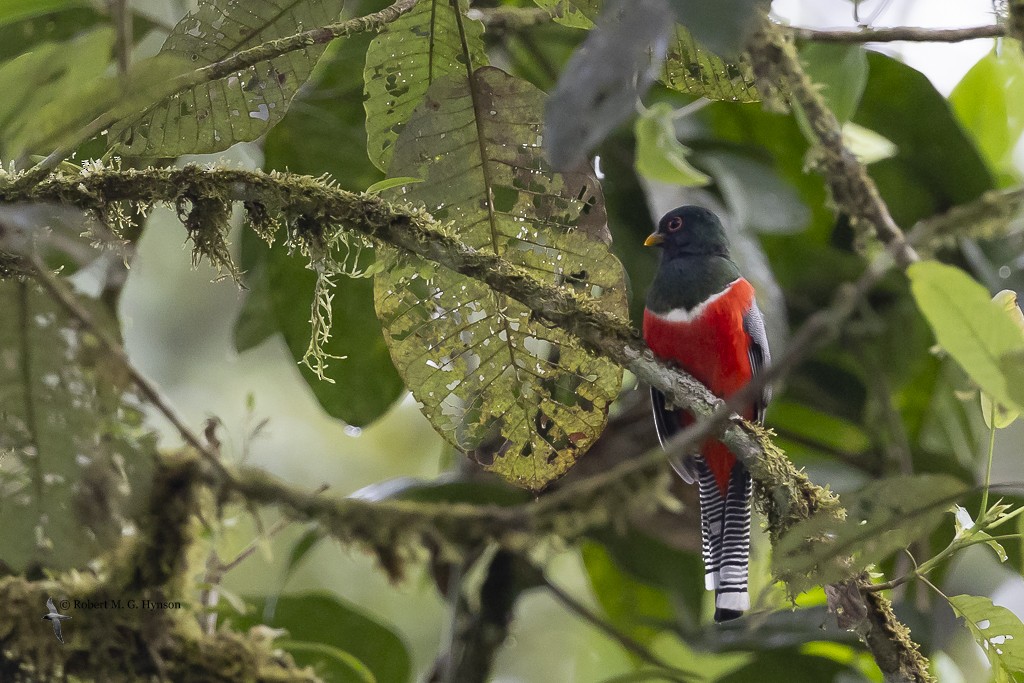 Collared Trogon - ML643220861