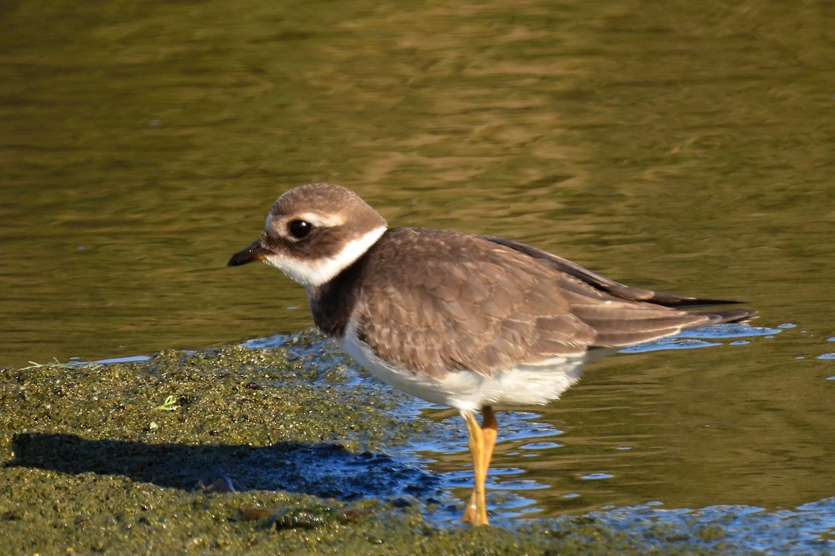 Common Ringed Plover - ML643220868