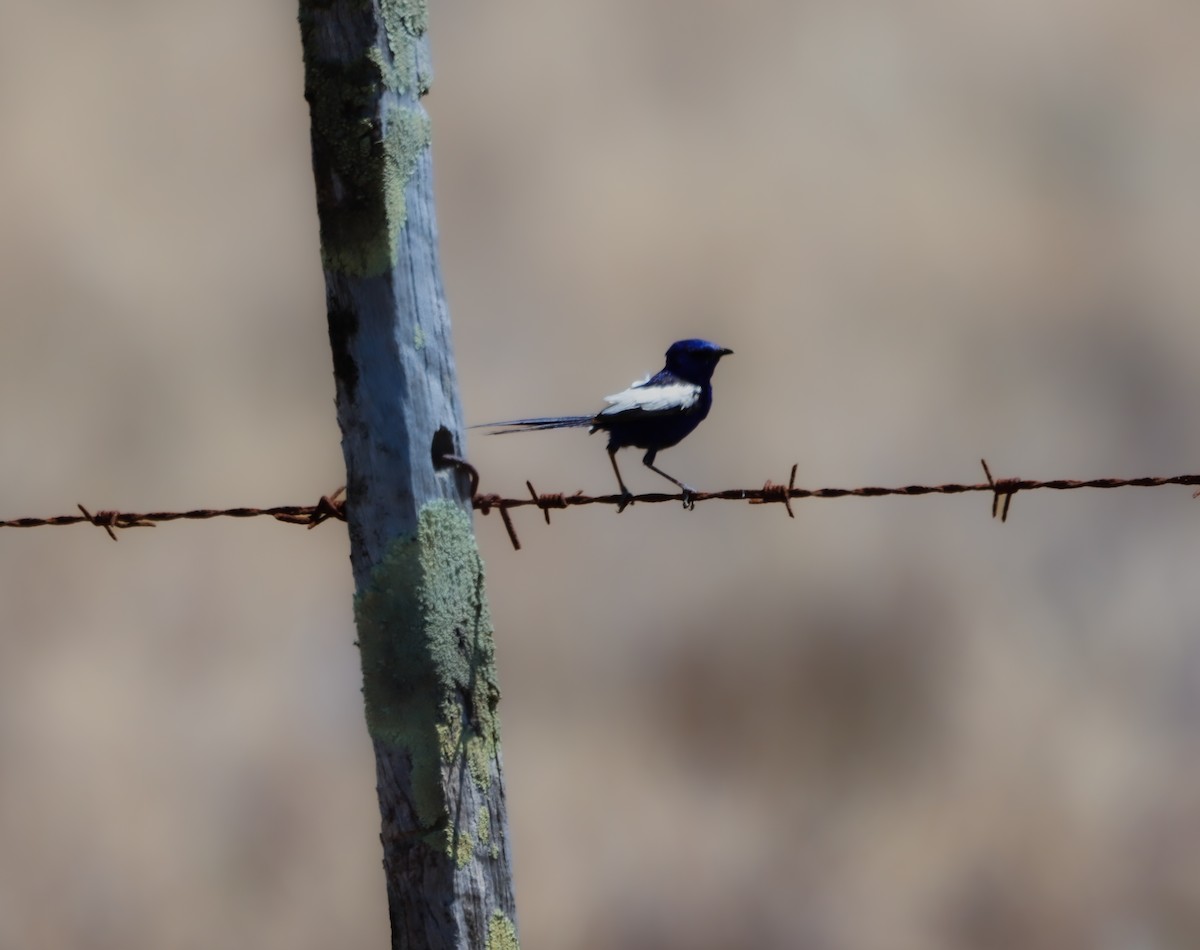 White-winged Fairywren - ML643220870