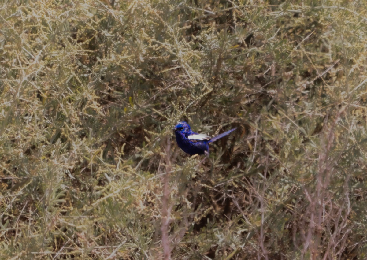 White-winged Fairywren - ML643220871