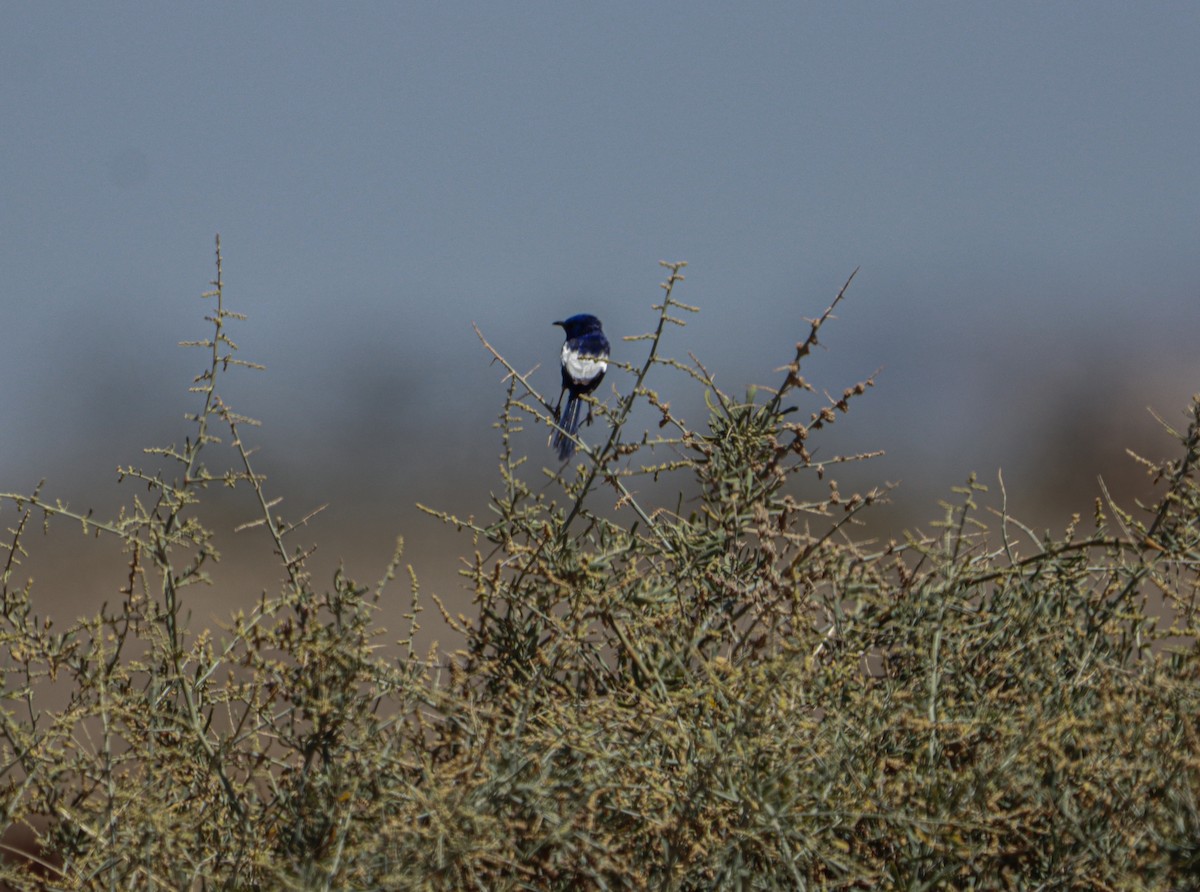 White-winged Fairywren - ML643220872