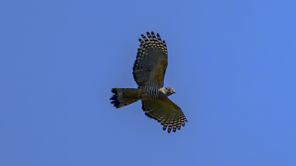 Pacific Baza - ML643220873