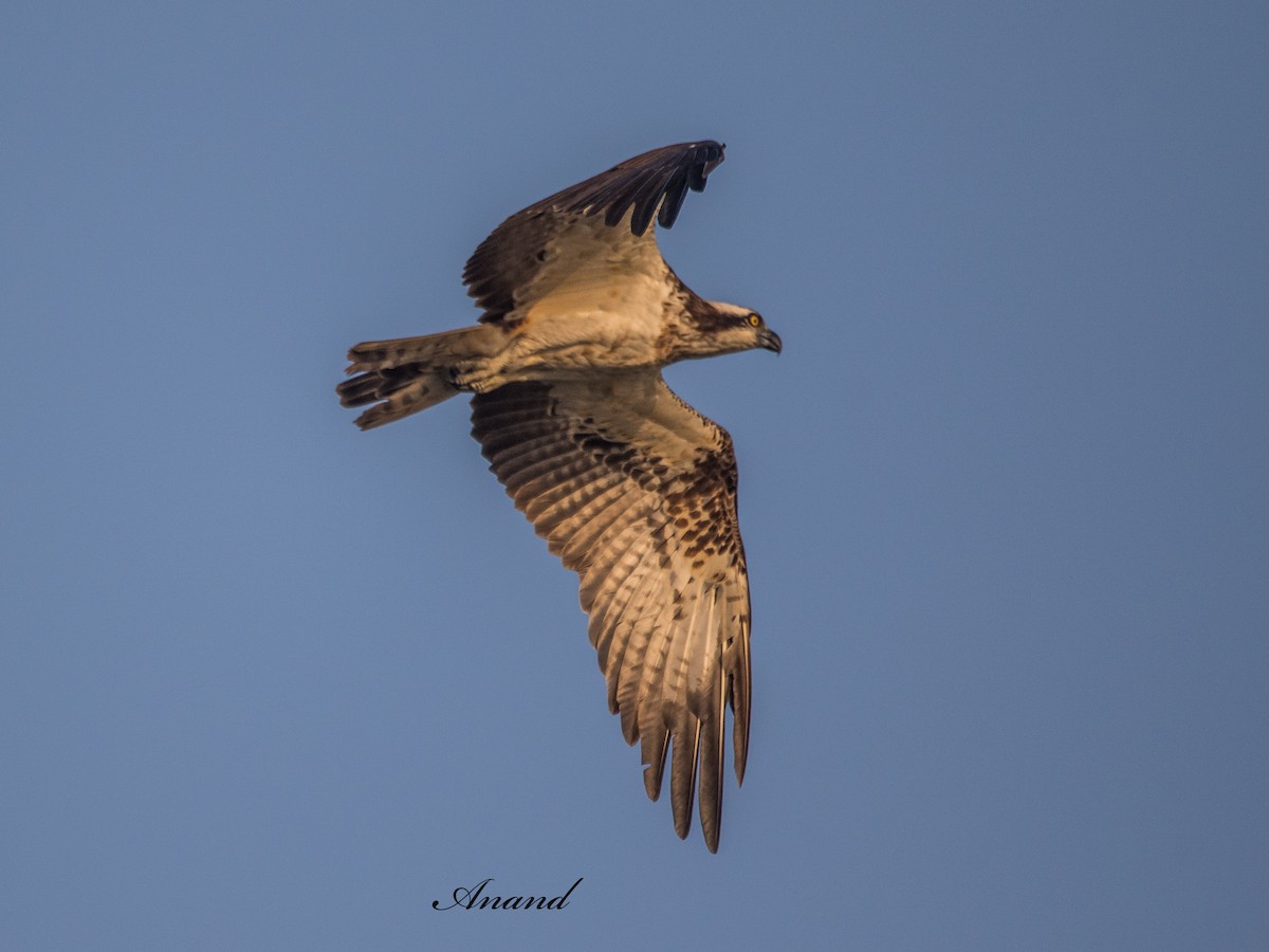 Osprey - ML643220875