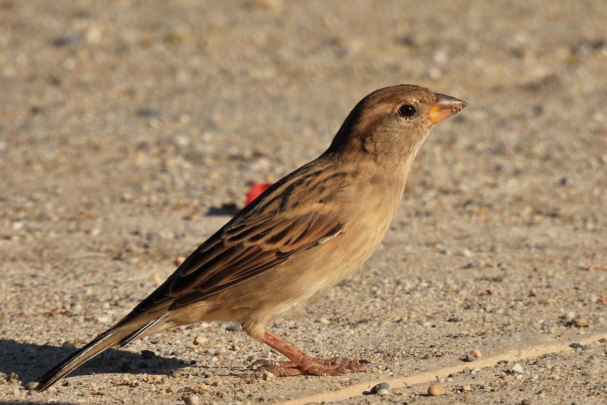 Italian Sparrow - ML643220876