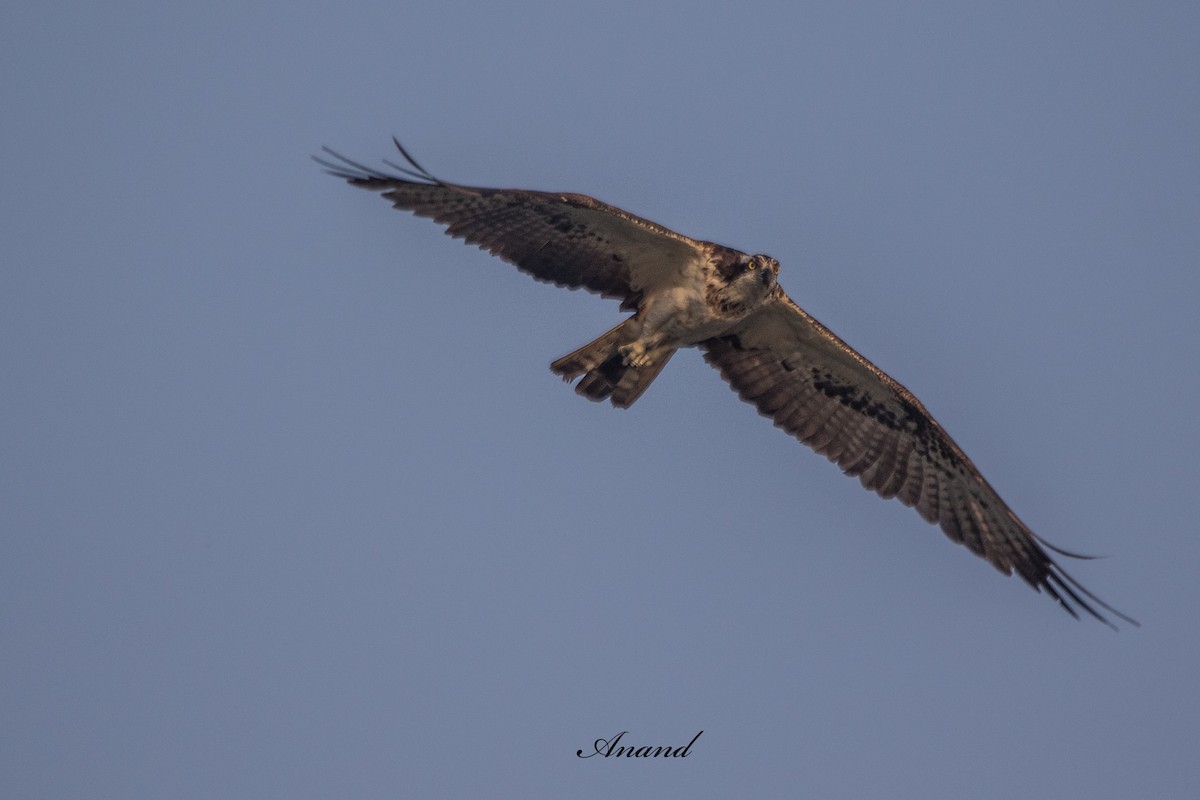 Osprey - ML643220877