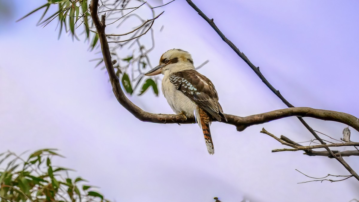 Laughing Kookaburra - ML643220878