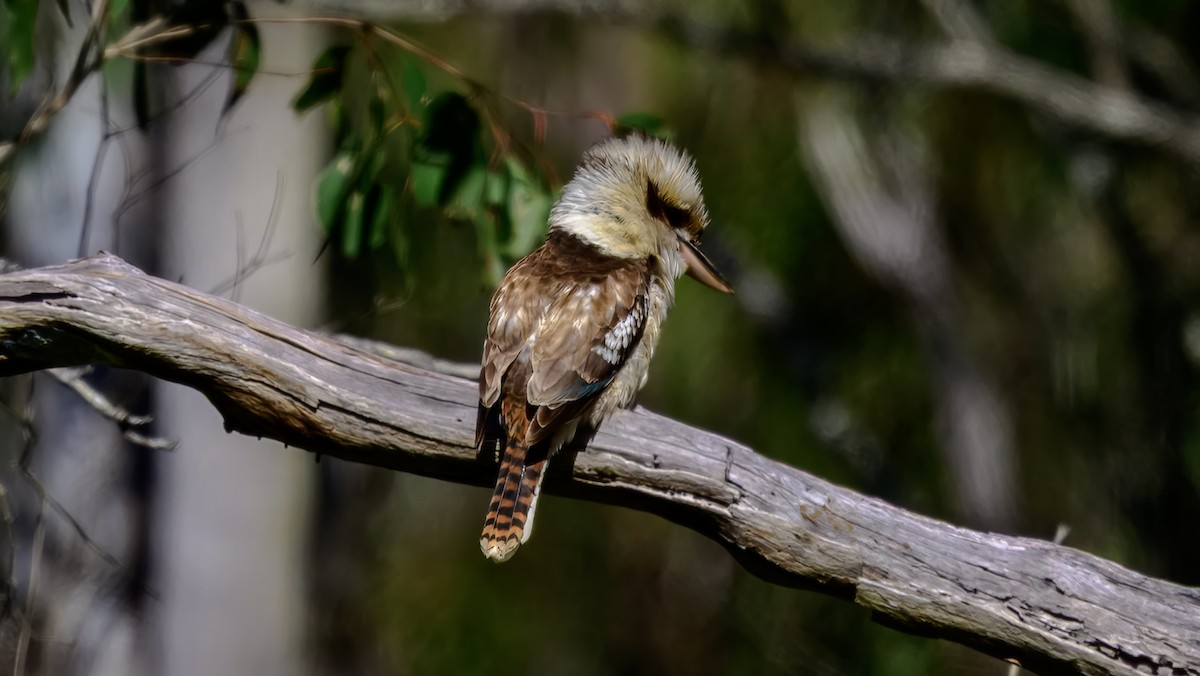 Laughing Kookaburra - ML643220880