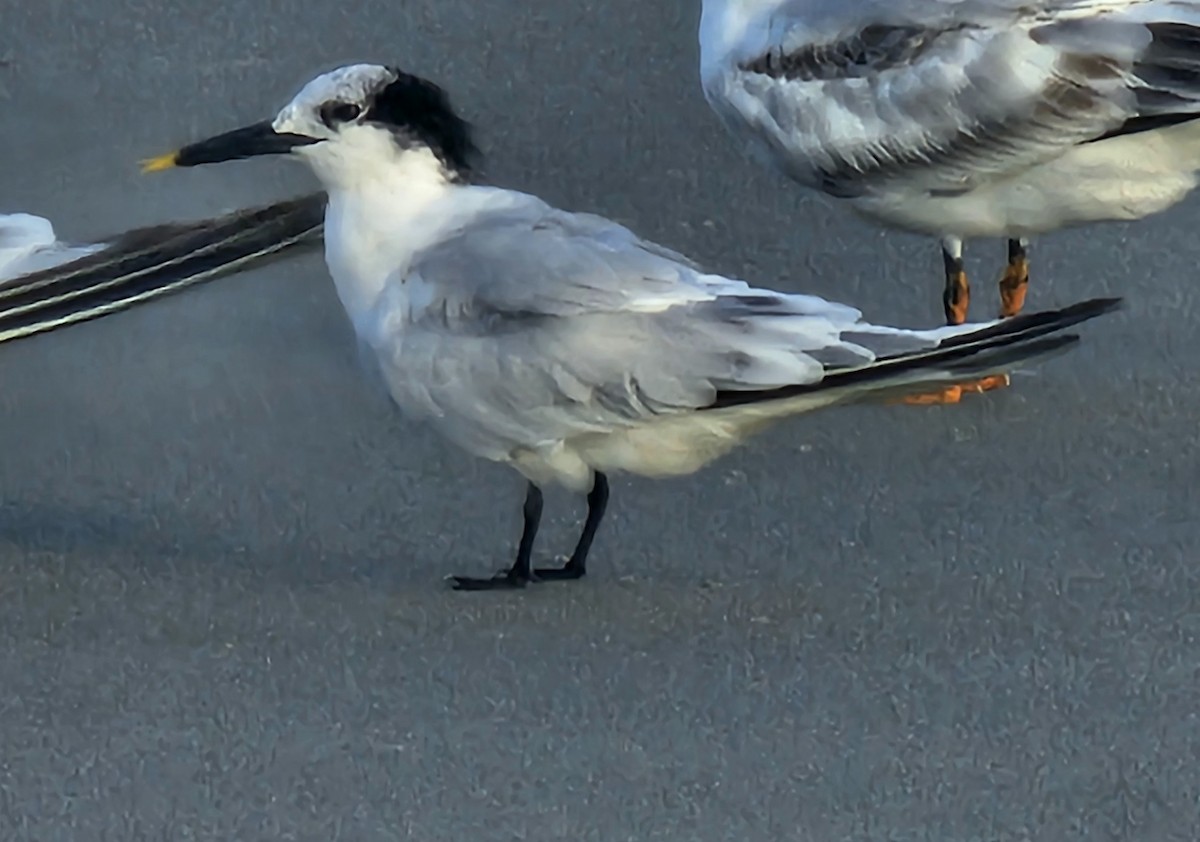 Sandwich Tern - ML643220881