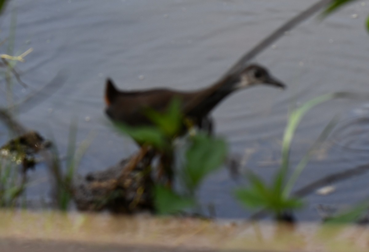 White-breasted Waterhen - ML643220882