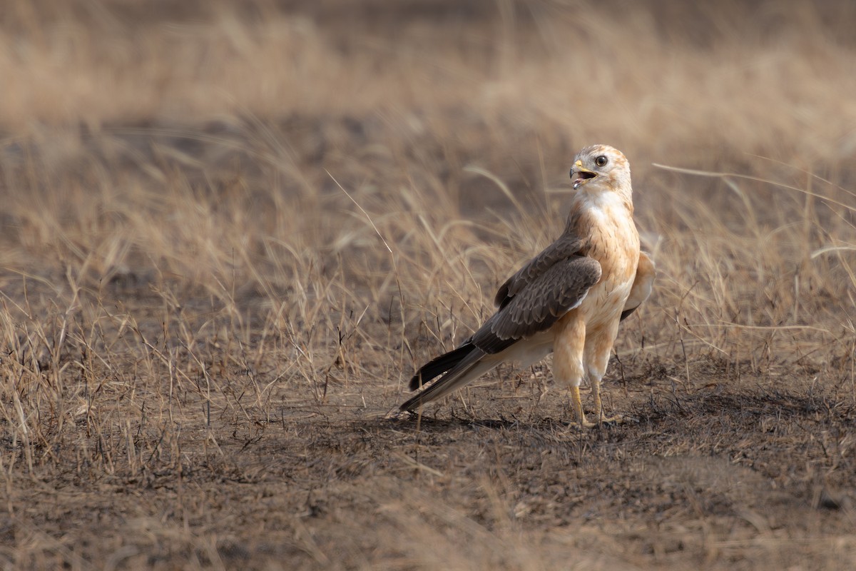 Grasshopper Buzzard - ML643220884
