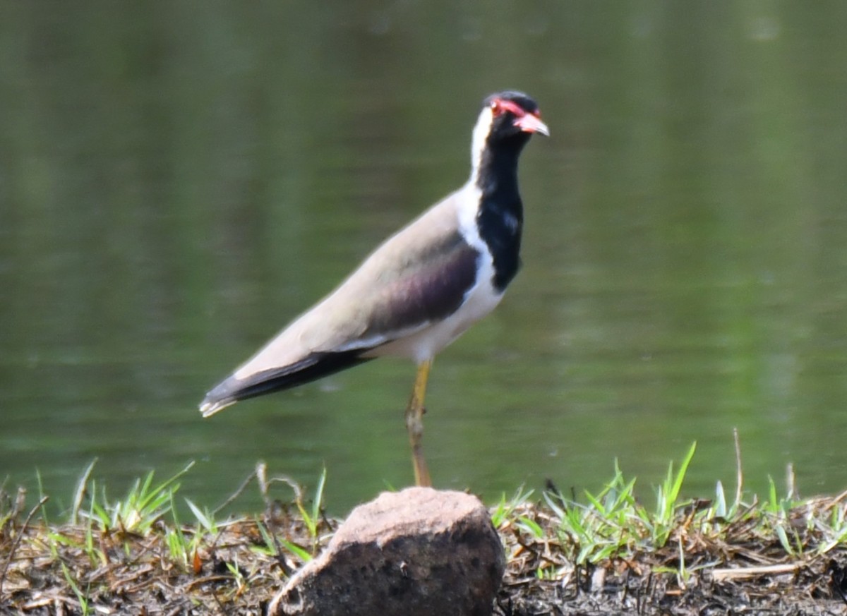 Red-wattled Lapwing - ML643220885