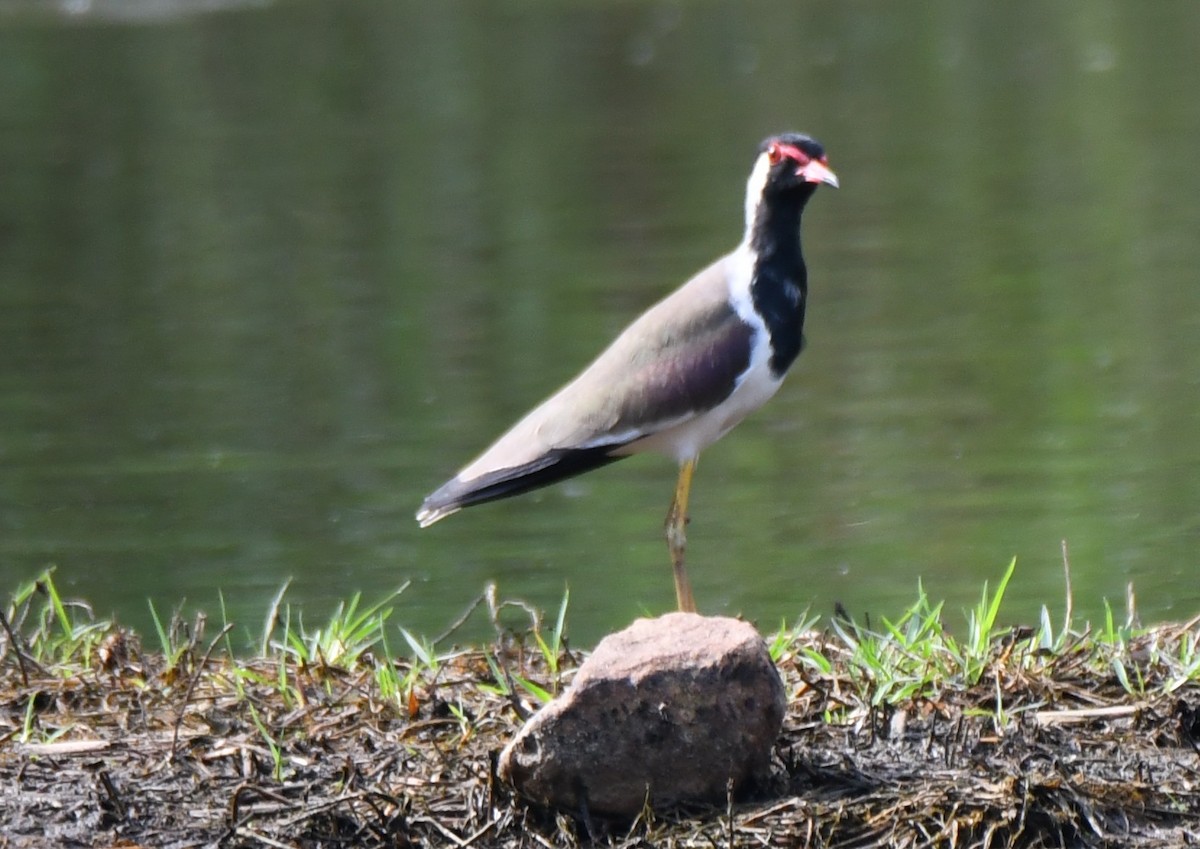 Red-wattled Lapwing - ML643220886