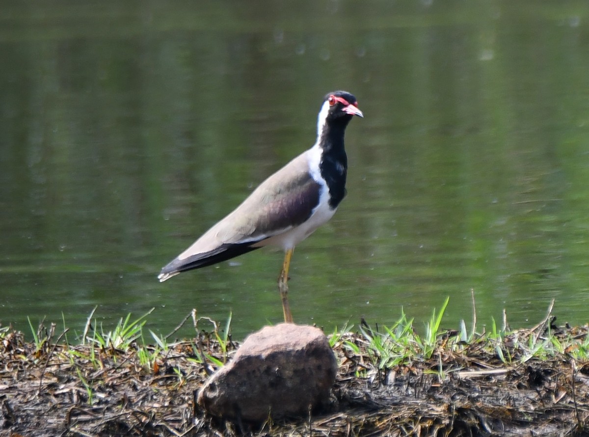 Red-wattled Lapwing - ML643220887