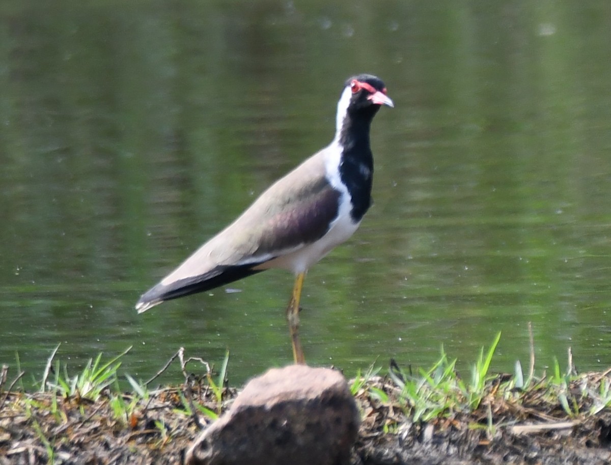 Red-wattled Lapwing - ML643220888