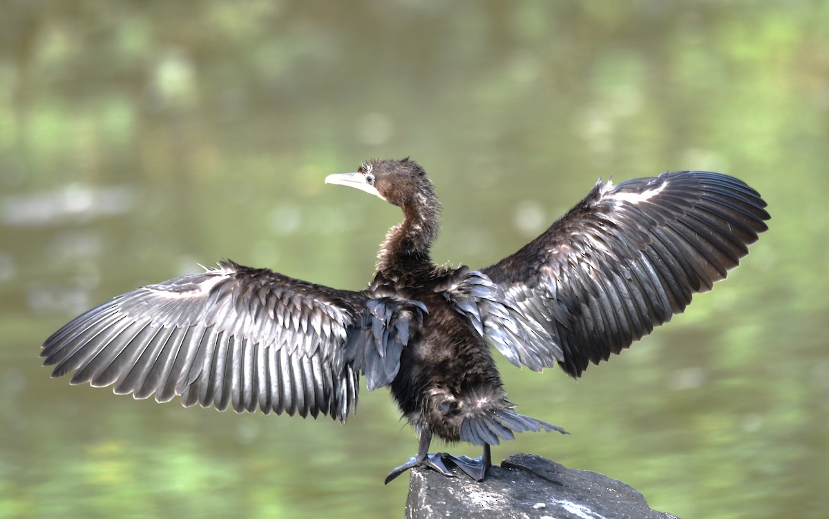 Little Cormorant - ML643220890