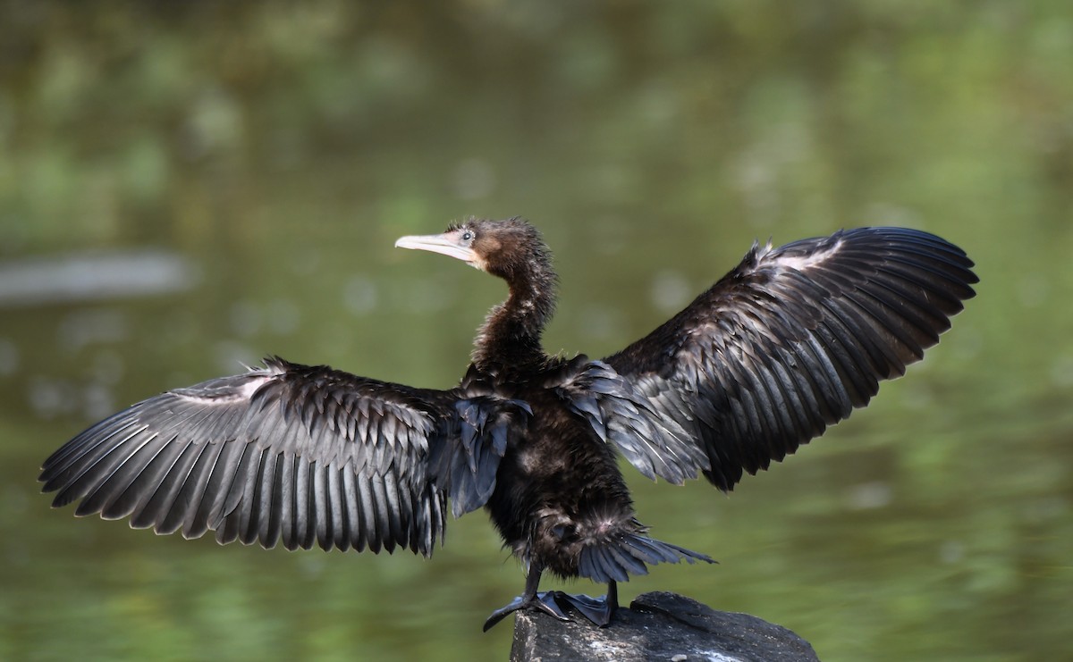 Little Cormorant - ML643220891