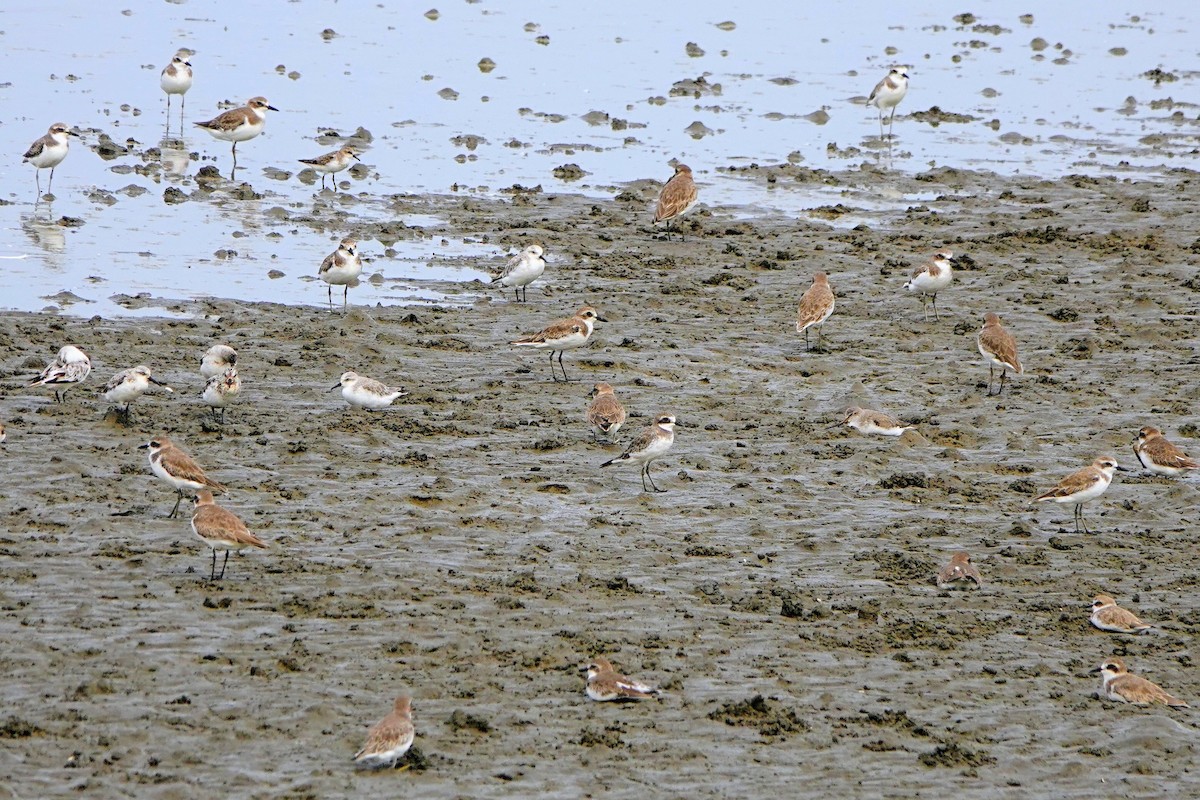 Siberian Sand-Plover - ML643220892