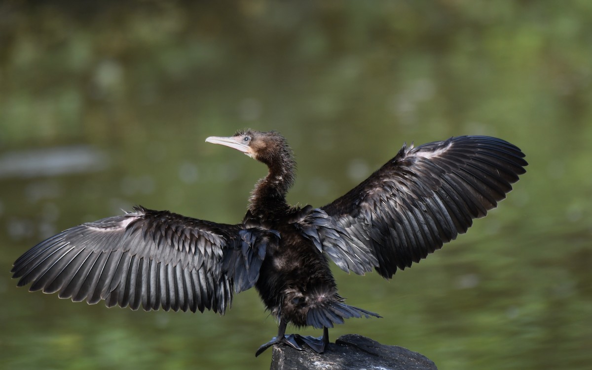 Little Cormorant - ML643220893