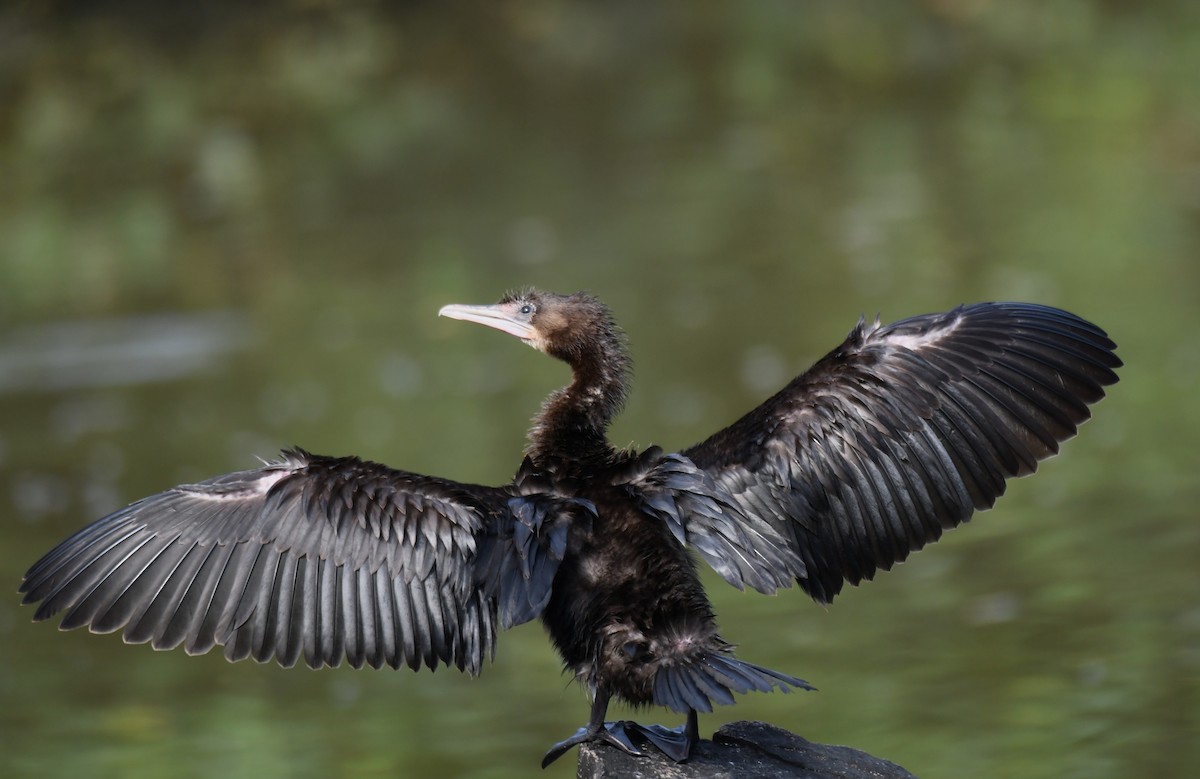 Little Cormorant - ML643220894