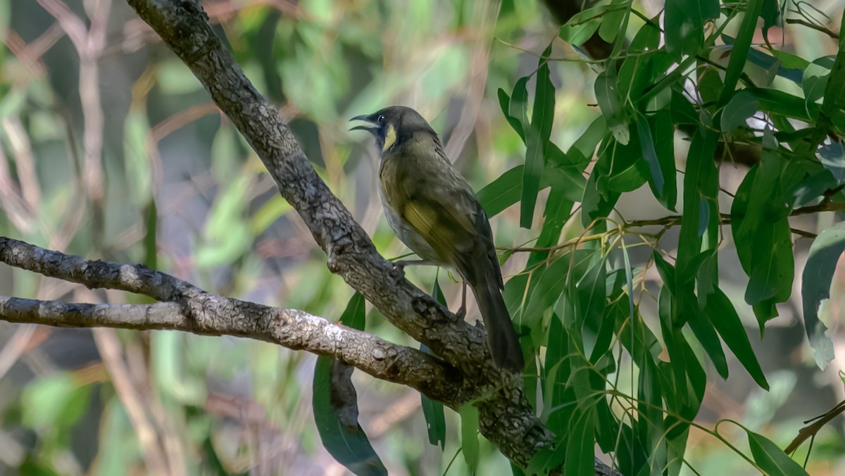 Lewin's Honeyeater - ML643220895