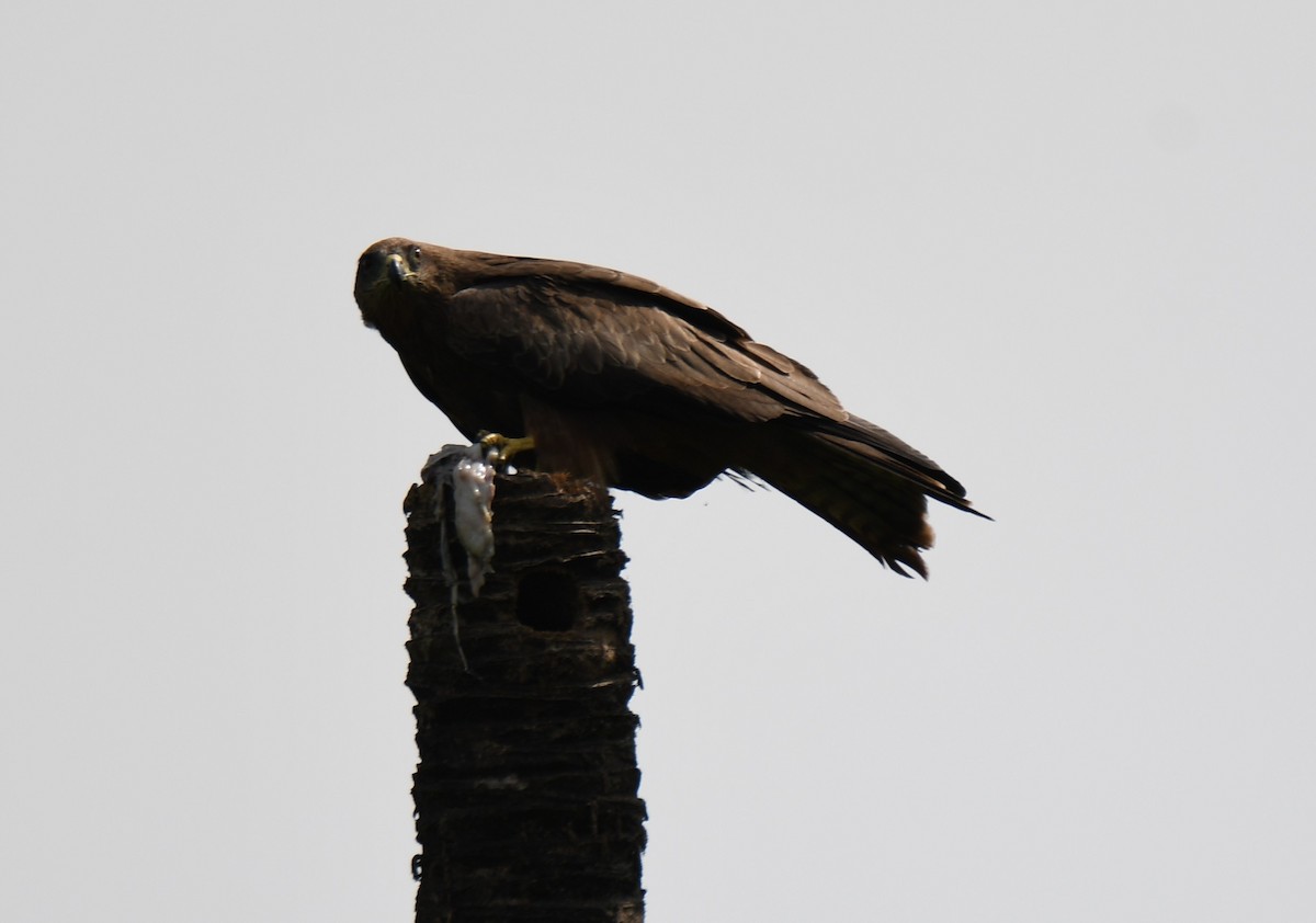 Black Kite - ML643220897